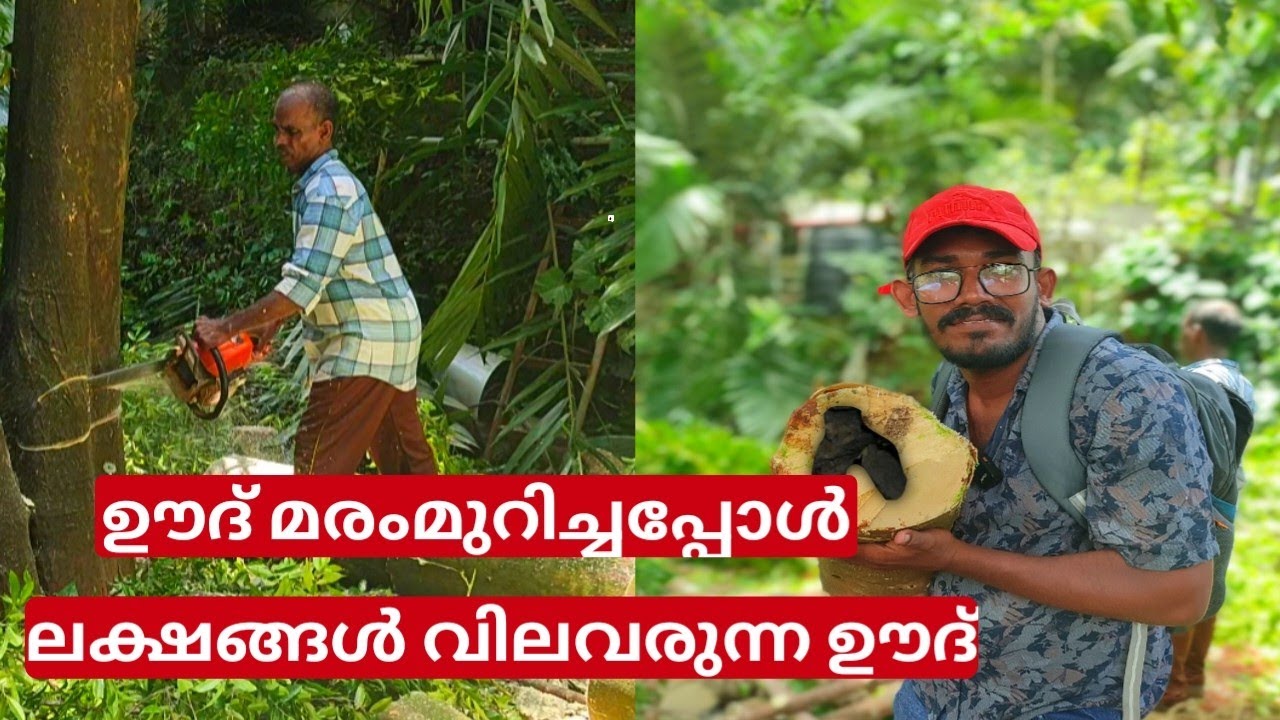 ലക്ഷങ്ങൾ വിലയുളള ഊദ് മരം മുറിച്ചപ്പോൾ |#oud tree inKerala #oudplantation #fungal #Agarwoodtree