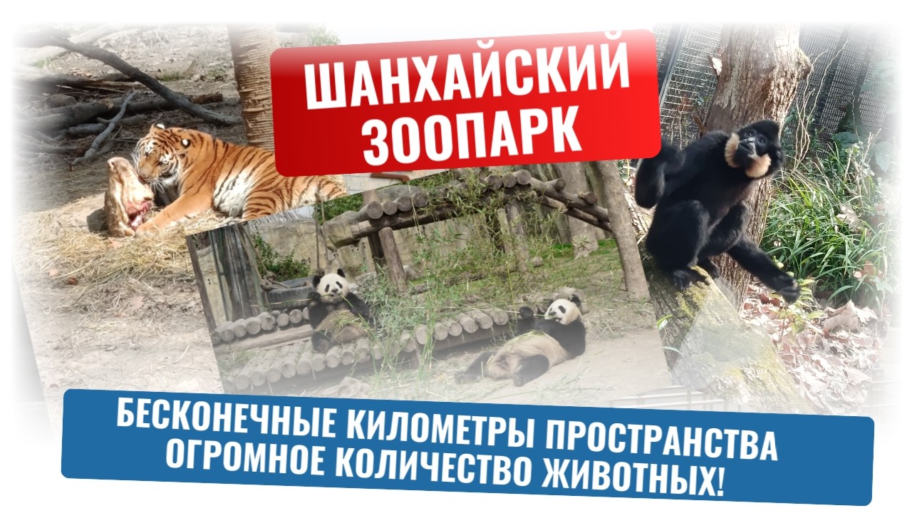 Шанхайский зоопарк - место для семейного отдыха!