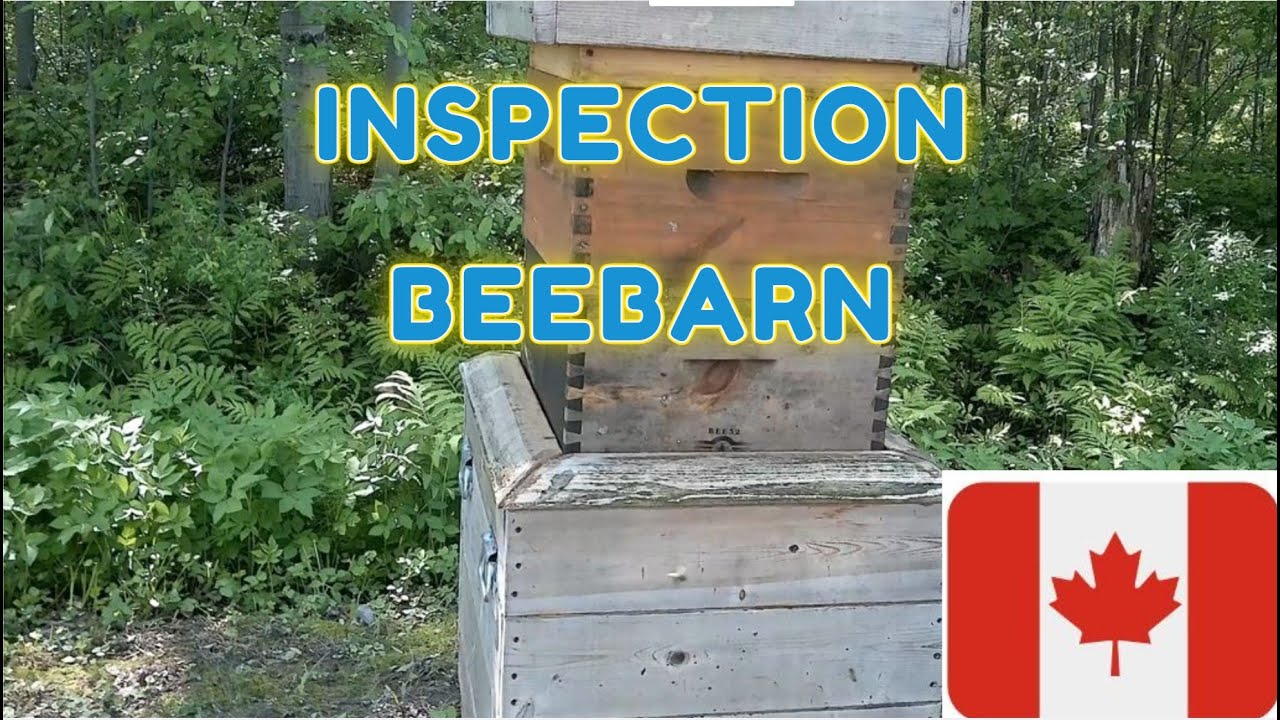 Cette semaine on inspecte la Beebarn