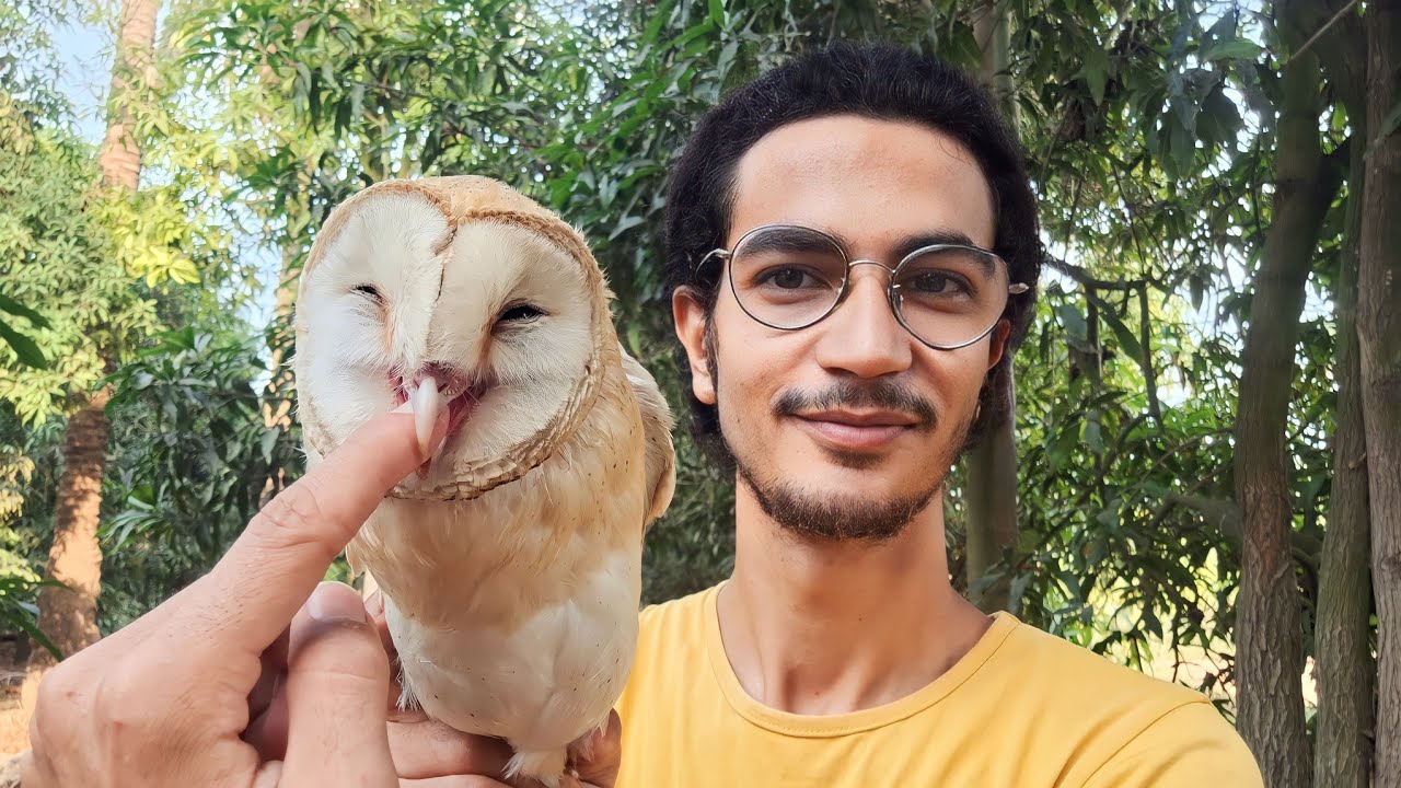 البومة الأكثر إنتشارا علي أسطح المنازل في مصر _ بومة الحظائر 🦉