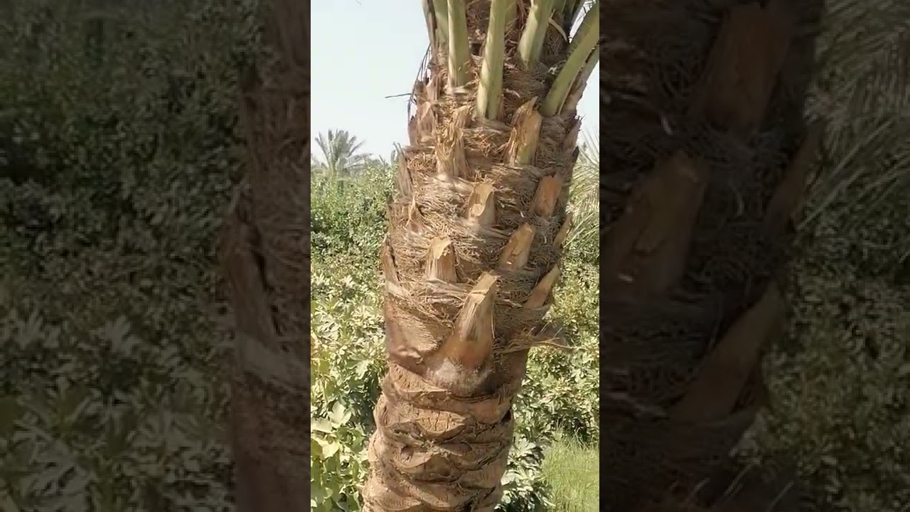 تغريد بلابل البستان❤️
