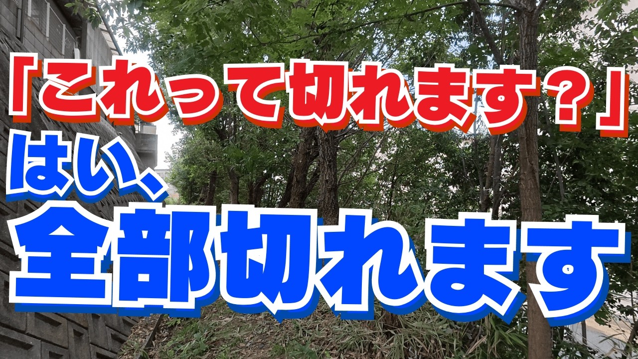 【緊急ミッション】岡山で伐採‼︎倒木の危険‼︎枯れ木を含め大木17本を撤去完了！