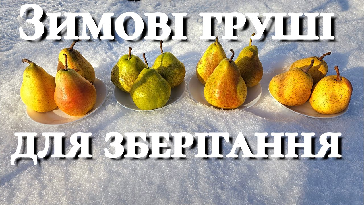 Зимові  сорти груші які дійсно зберігаються.