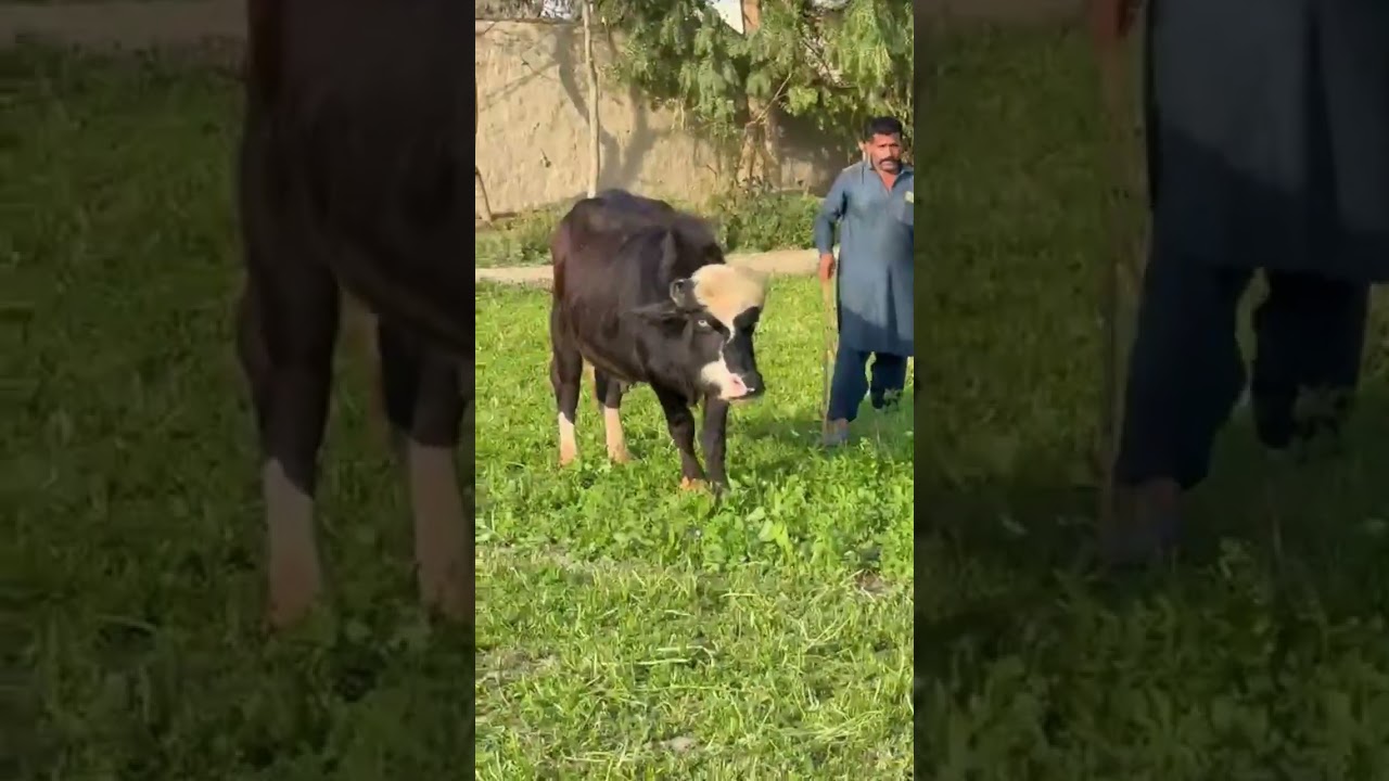 top beautiful Nili Buffalo's Bull// world best nili bull for sale#farming #animals #apna #shorts