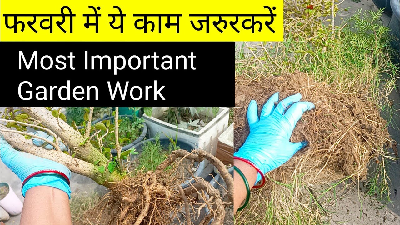 फरवरी महीने में जरूरकरें येकाम/गुड़हल के पौधों परये ज़रूरकरें/Most important gardenwork in February 
