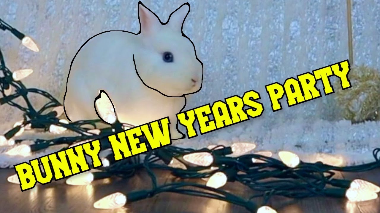 Bunny New Years Party complete with Ball Drop! Bunnies eating New Years snack