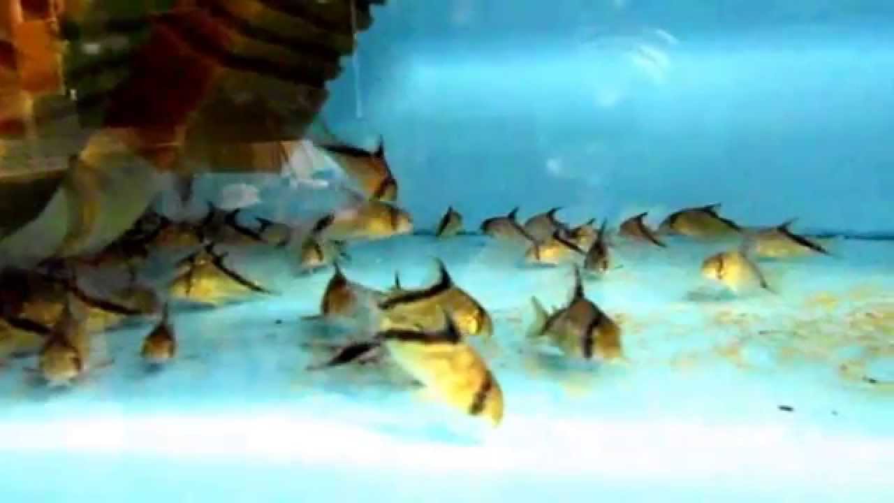 Corydoras melini