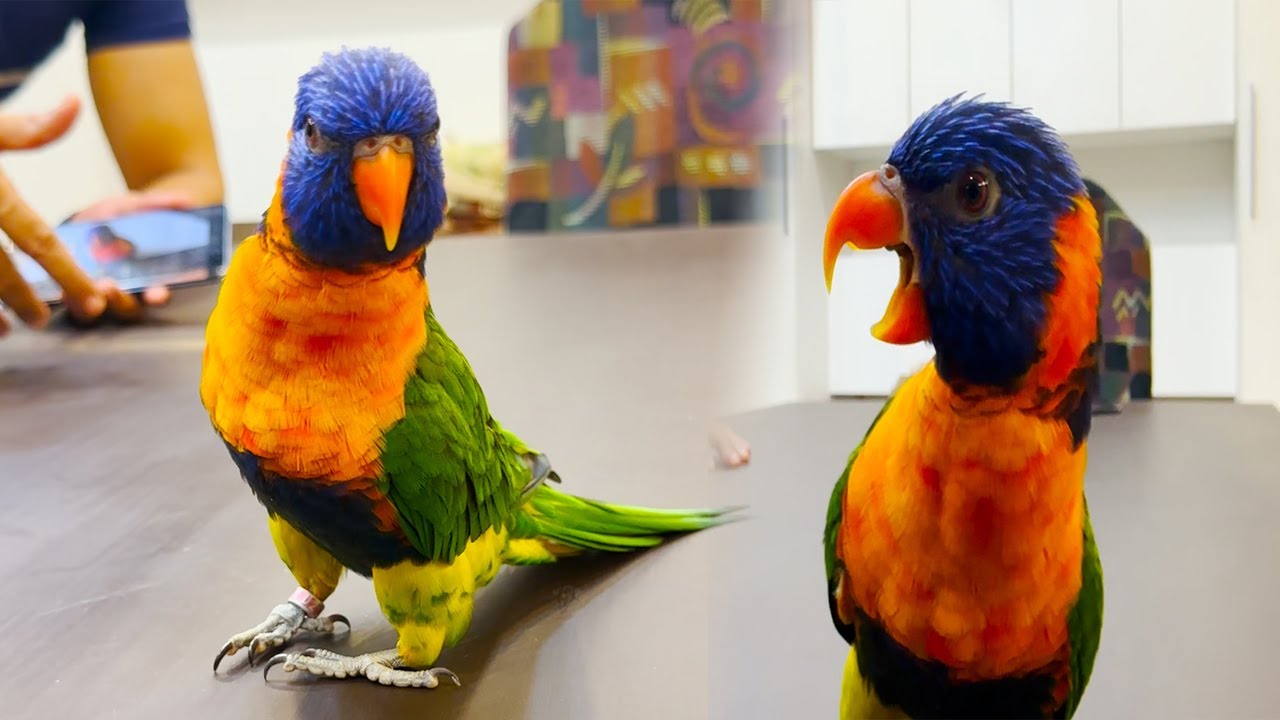 Beautiful Talking Parrot Lorikeet Parrot Sound | Lorikeet Talking Parrot Loriini