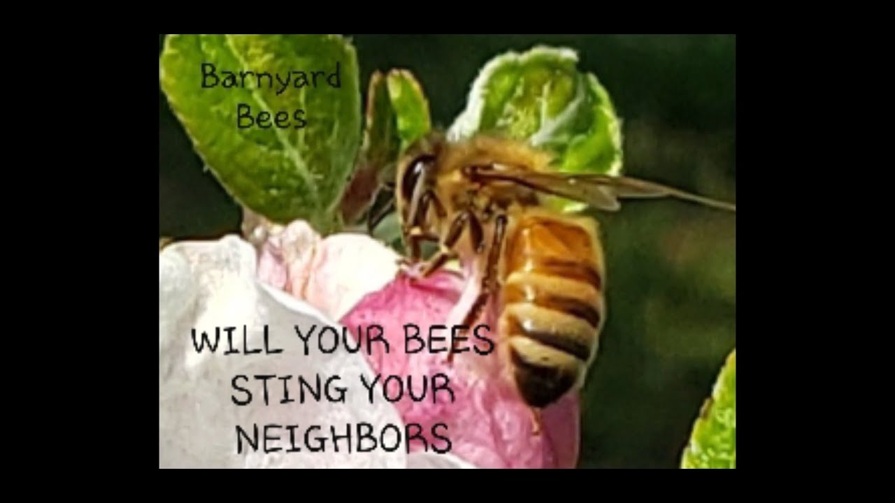 Will Your Honeybees Sting Your Neighbors? Watch This