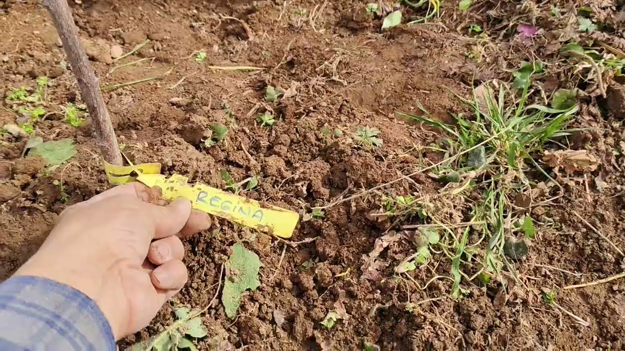 13 Şubat 2026 Ordu/Kayabaşı köyü bahçeye Kiraz,Dut,Armut dikmesi diktim.