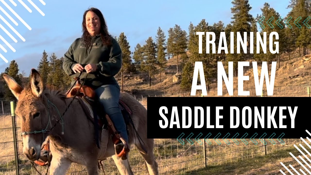 How To Easily Train YOUR OWN Saddle Donkey (Tips & Tricks)