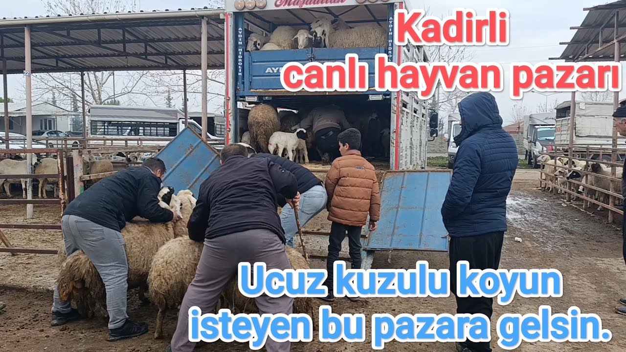 Kadirli canlı hayvan pazarı.. 29 ocak perşembe 