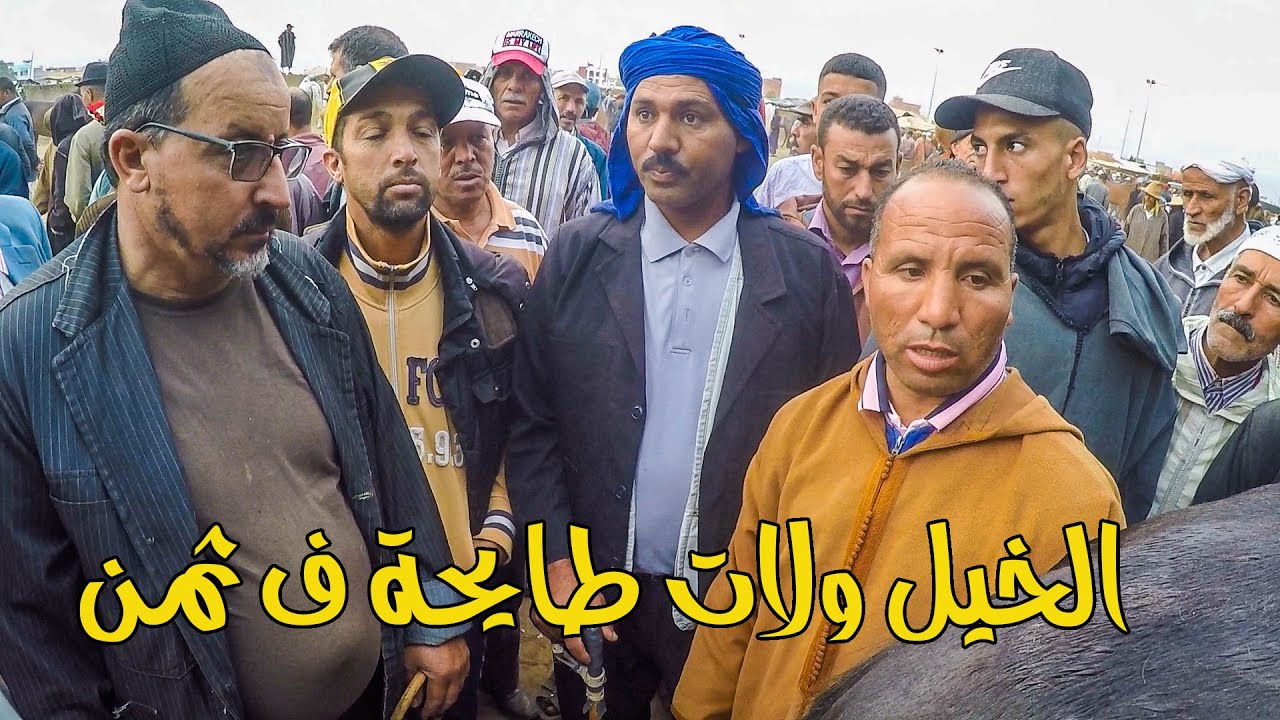 حياني الله حتى شت الخيل بهاد الثمن عود برگي رباعي تباع قدامي ب 3500 درهم /  الخيل رخيصة بزاف  🔥  🔥