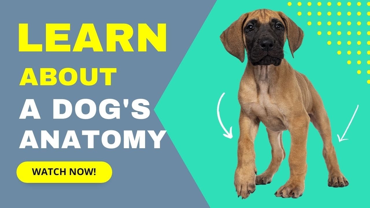 Learn About a Dog's Anatomy