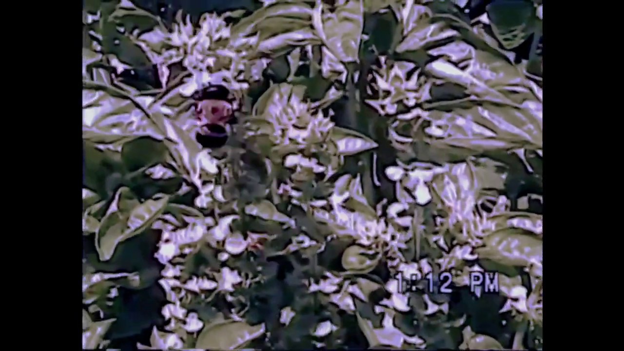 beach house — d.a.r.l.i.n.g. (slowed + reverb)