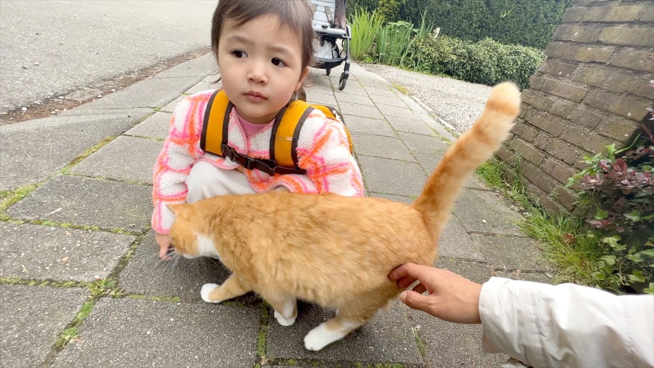 네덜란드 길냥이에게 간택 당한 아기집사.. | 이민 정착기17
