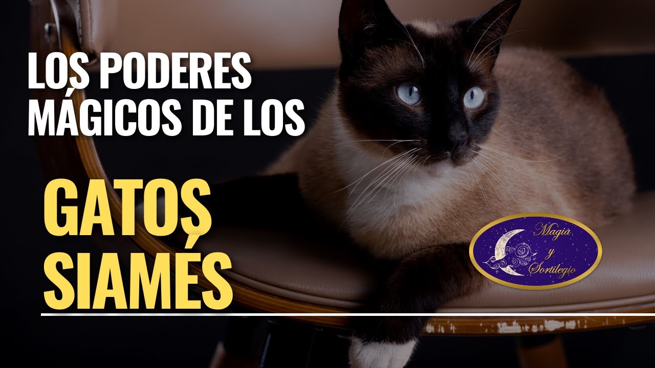 Los poderes mágicos del gato siamés
