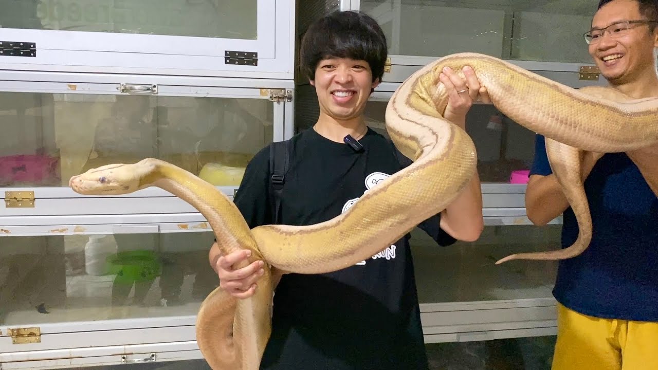 世界最大級の蛇『アミメニシキヘビ』を繁殖するインドネシアのブリーダーの飼育部屋が凄すぎた！