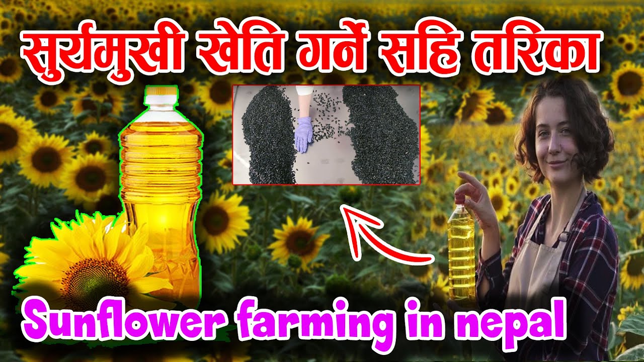 सुर्यमुखी खेति गर्ने सहि- तरिका  sunflower farming in nepal VIDEO 2022