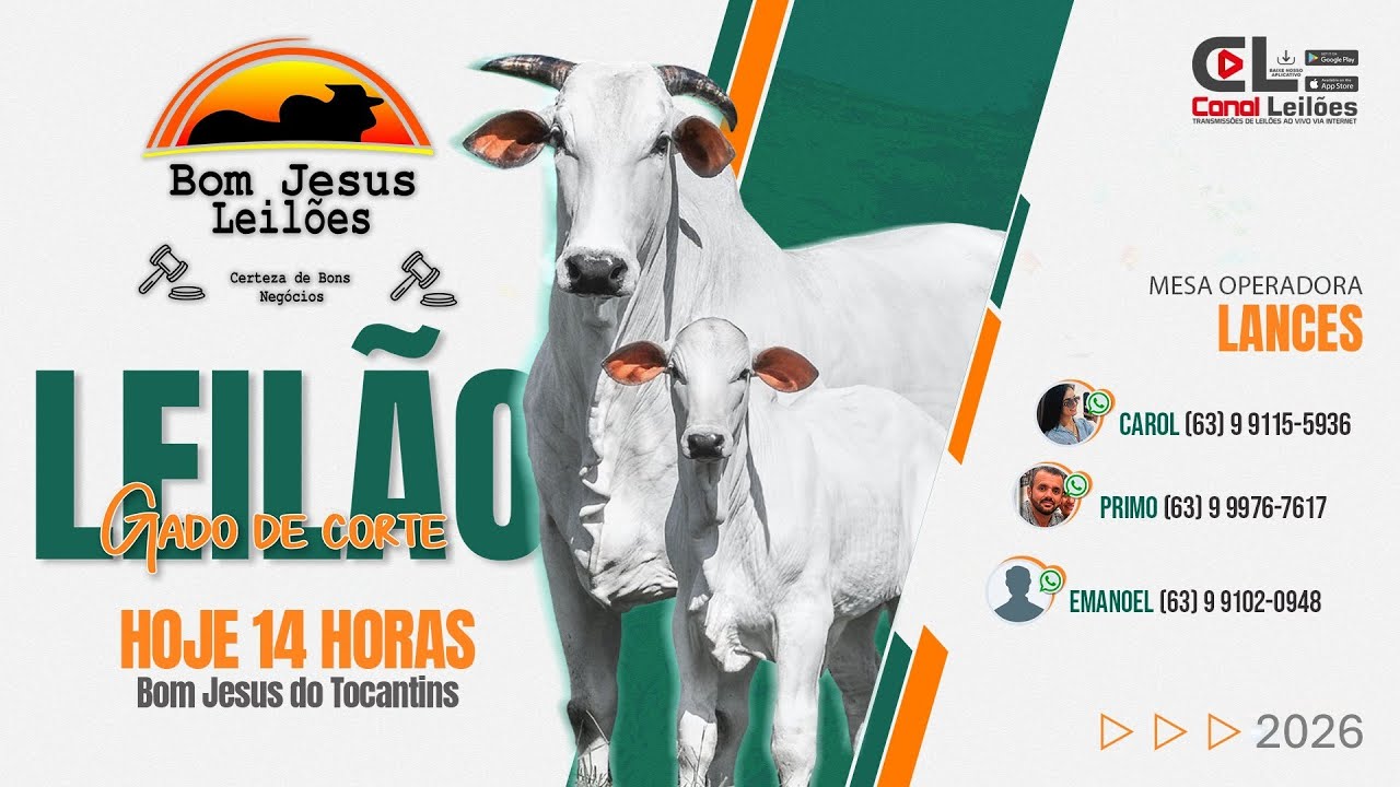LEILÃO GADO DE CORTE BOM JESUS LEILÕES | BOM JESUS-TO 09/03/2026