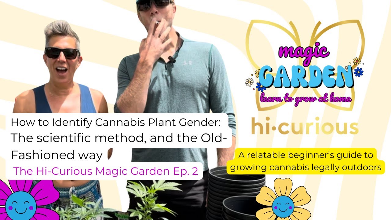 Identifying Cannabis Plant Gender: Surprising Results | Hi-Curious Magic Garden Ep. 2