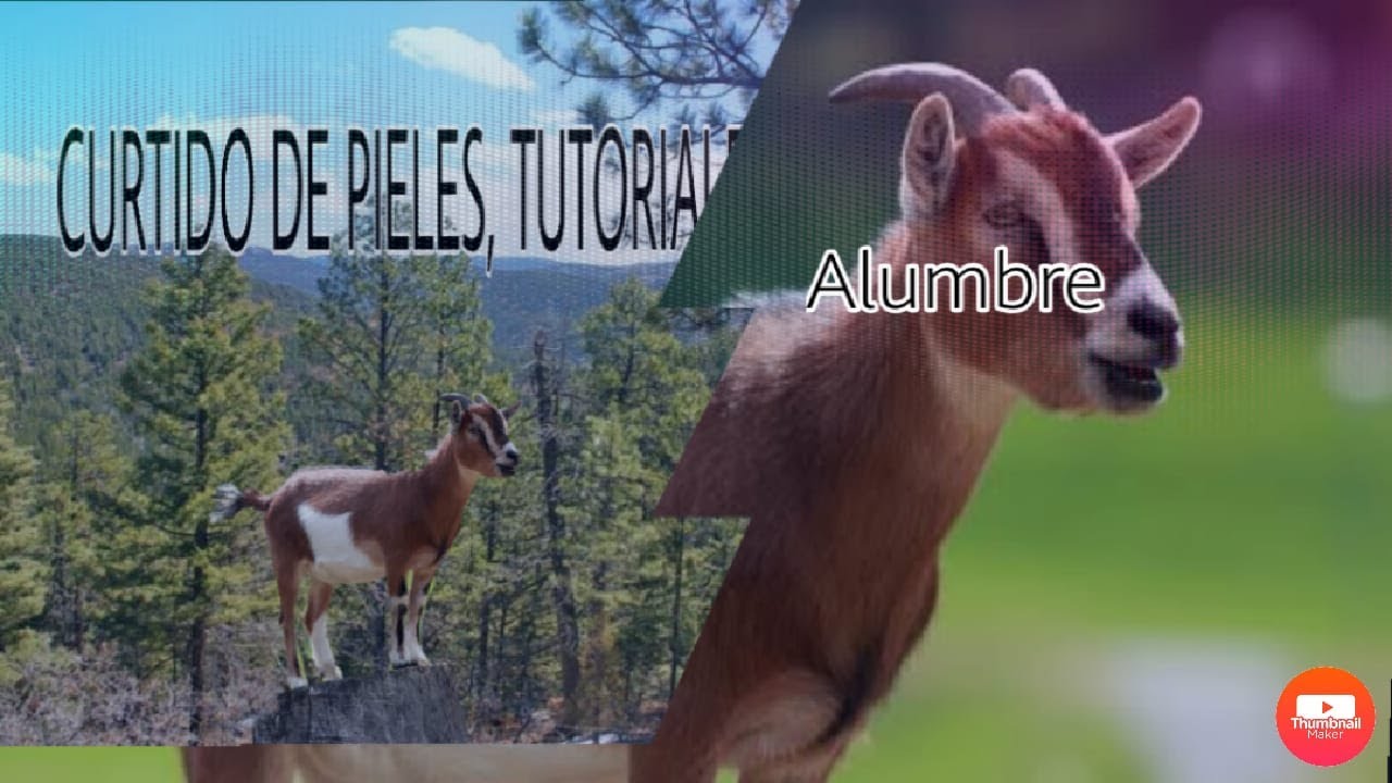 CURTIDO DE PIELES CON PELO AL ALUMBRE
