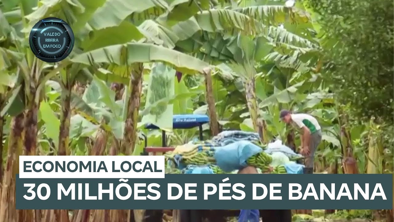 Vale do Ribeira lidera produção de bananas com sustentabilidade