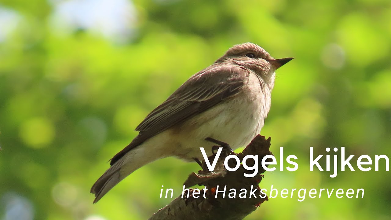 Vogels kijken in het Haaksbergerveen #880