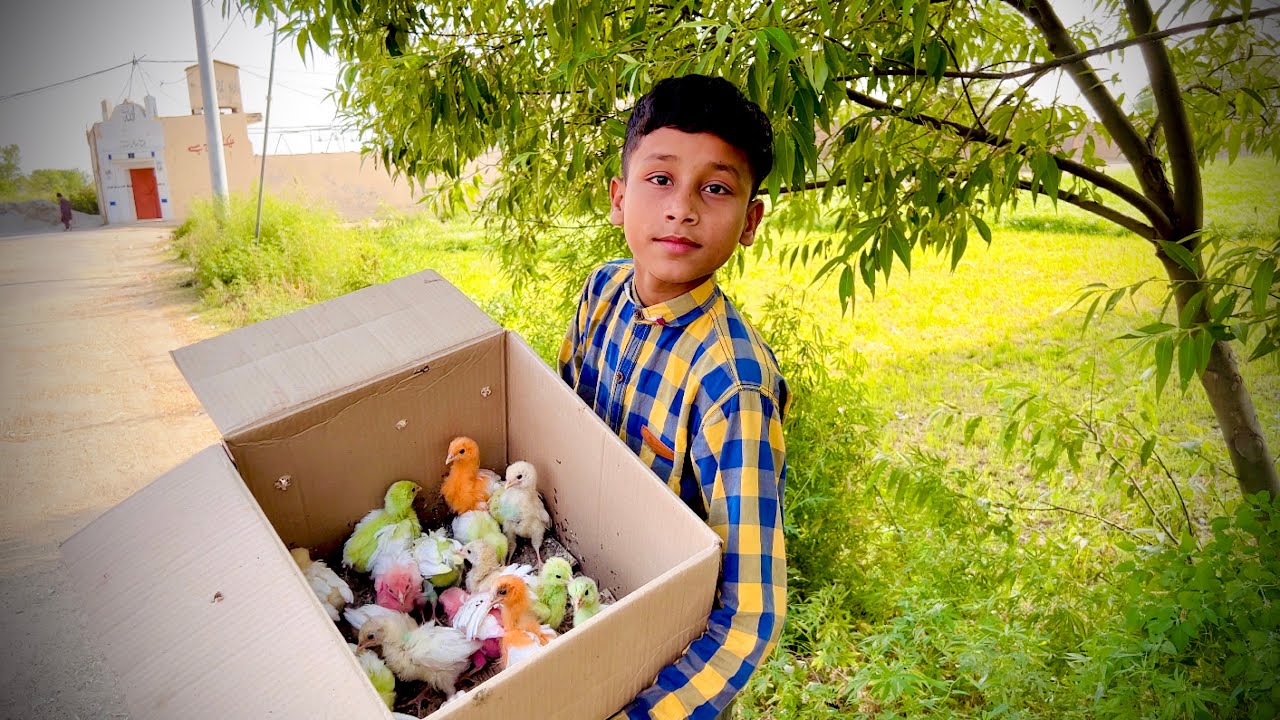 Chicks Sale Kr diya 🐥 🥺 | Dawood Sabir Vlogs