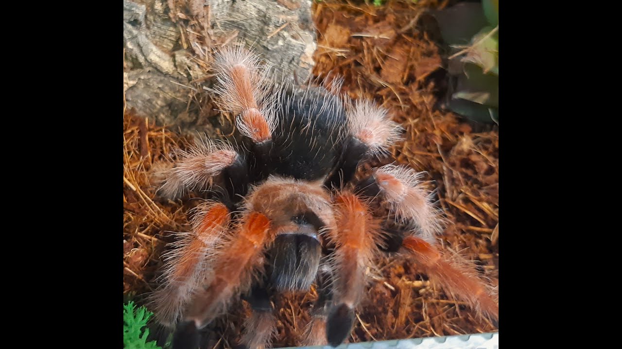 porządki u Brachypelmy boehmei
