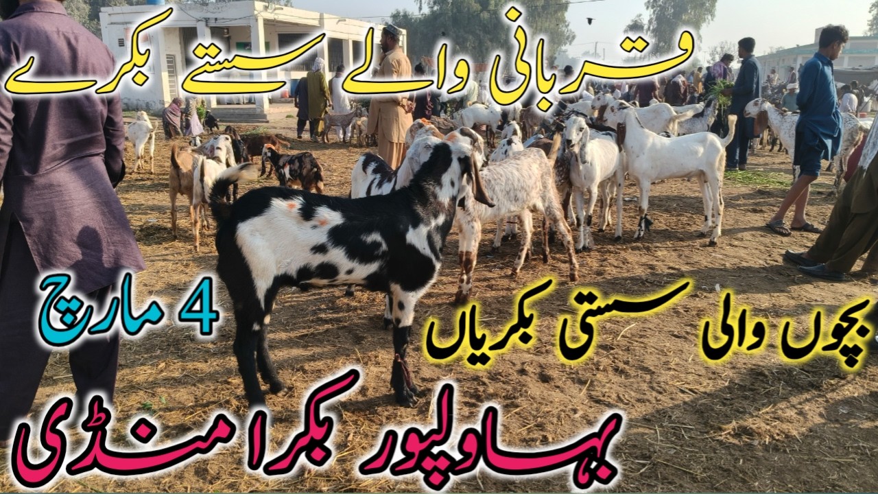 Bakra Mandi Bahawalpur | Makhi Chene Bakre, Bakrian, Desi Bakro & Dumbo k Fresh Rates 2026 🐐#bakra 