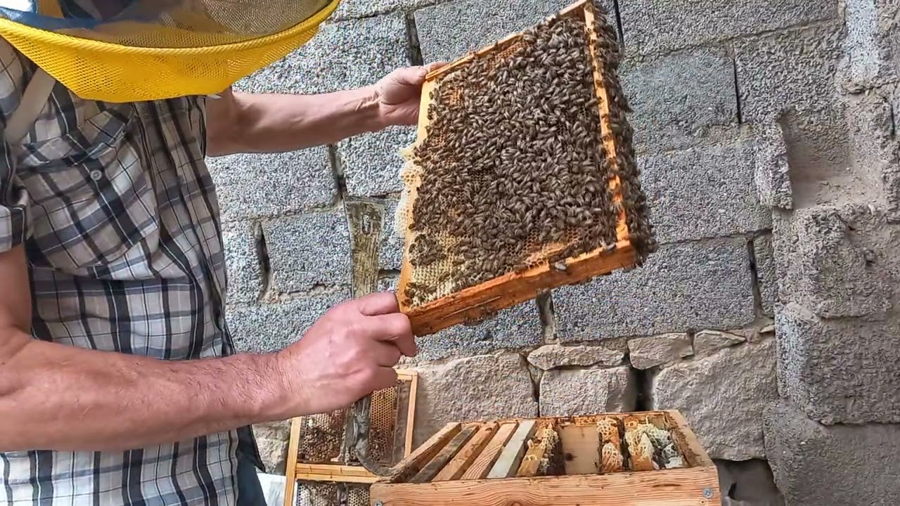 oğuldan böldüğümüz arıların son durumu