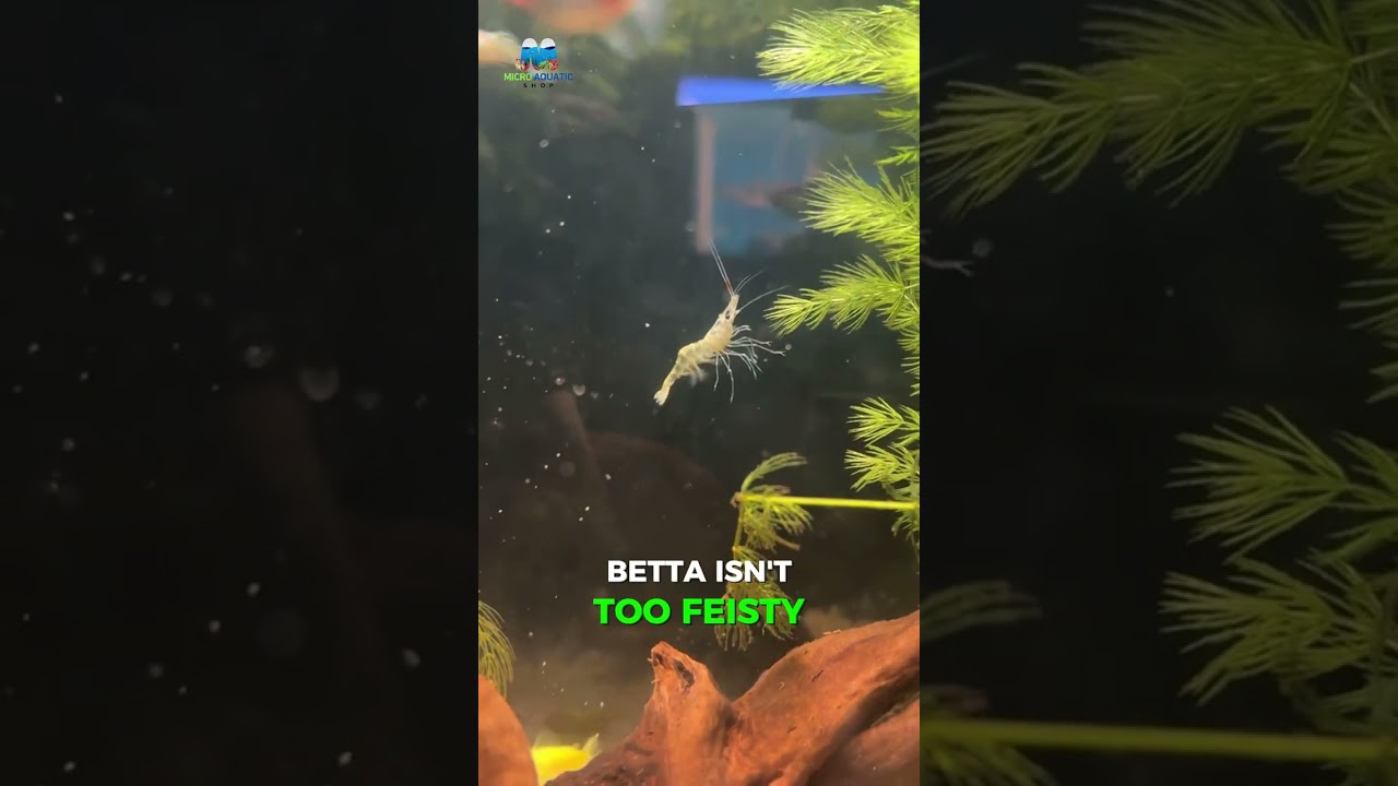 🐠✨ 5 reasons your tank NEEDS ghost shrimp These little guys are cute, clean, and crazy underrated