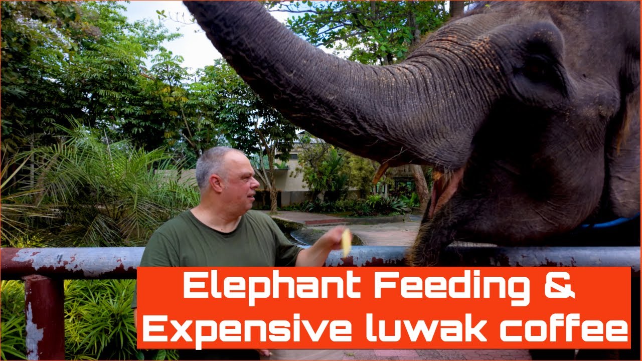 Bali Elephant Feeding Experience: Get Up Close And Personal With These Gentle Giants!
