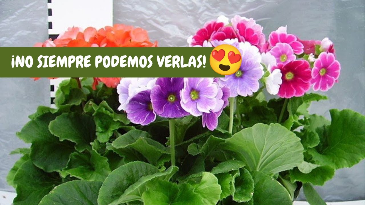PRIMULA: cuidados básicos | ¡Una FLOR que te ENAMORARÁ con sólo ver!