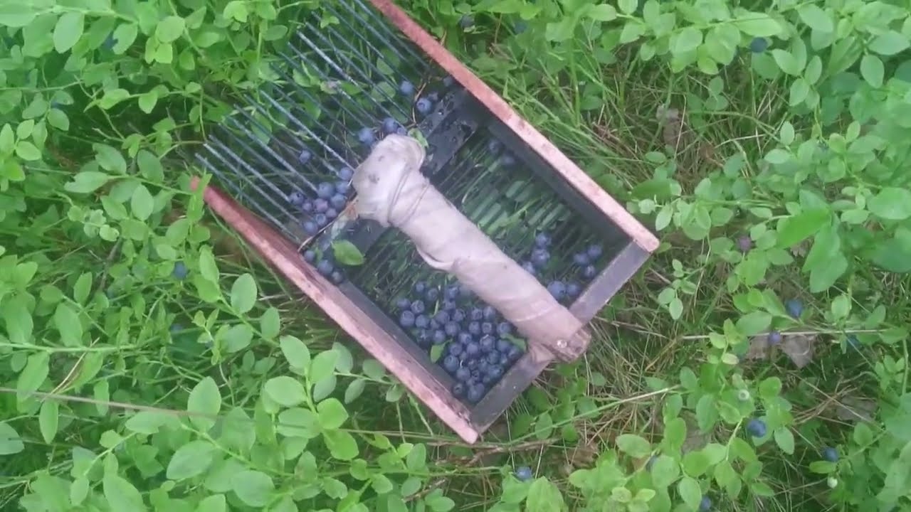 Zbieranie jagód w lesie - sprawdzona metoda, maszynka ręczna