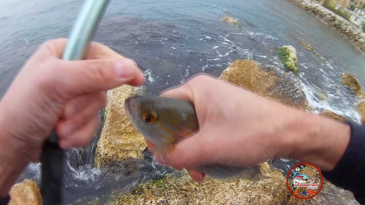 Pesca alle Salpe canna fissa e galleggiante  con i Temerari Della Pesca by #techbarern