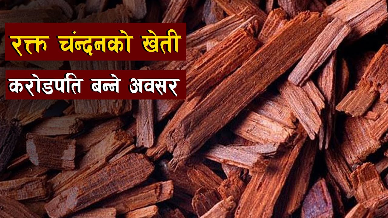 थाेरै लगानिबाट कराेडाै कमाउने अवसर, रक्त चंन्दन खेती  ll Red sandalwood and paulownia farming ll