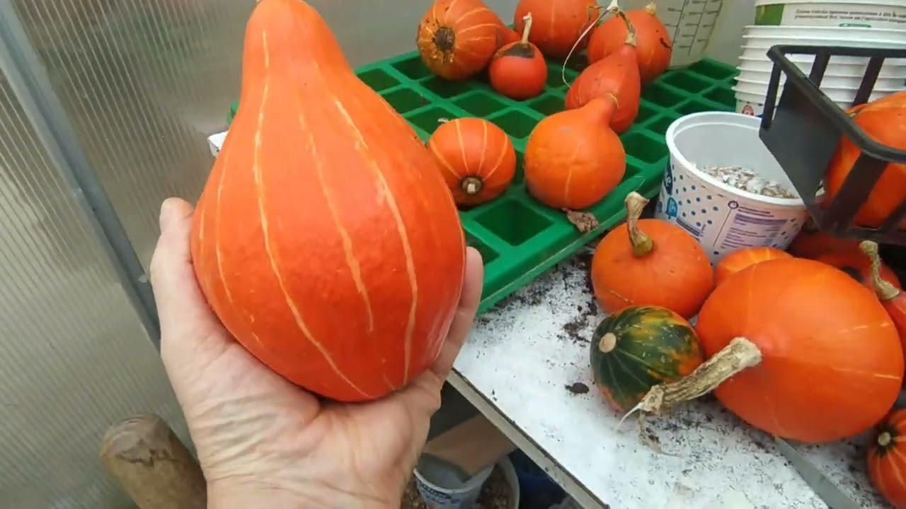 Quelques erreur à ne pas faire pour avoir un potager fertiles