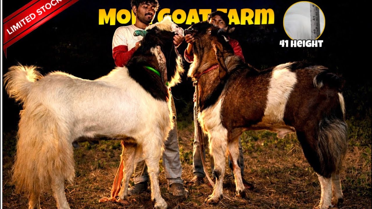 Extraordinary BIG Goats at Moin Goat Farm Uran 🤯 4🦷 41 Height🤩 Bade Bakro ka Khazana URAN
