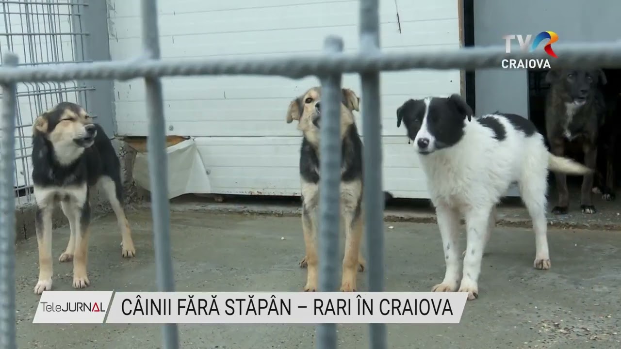 C&Acirc;INII FĂRĂ STĂP&Acirc;N &ndash; RARI &Icirc;N CRAIOVA