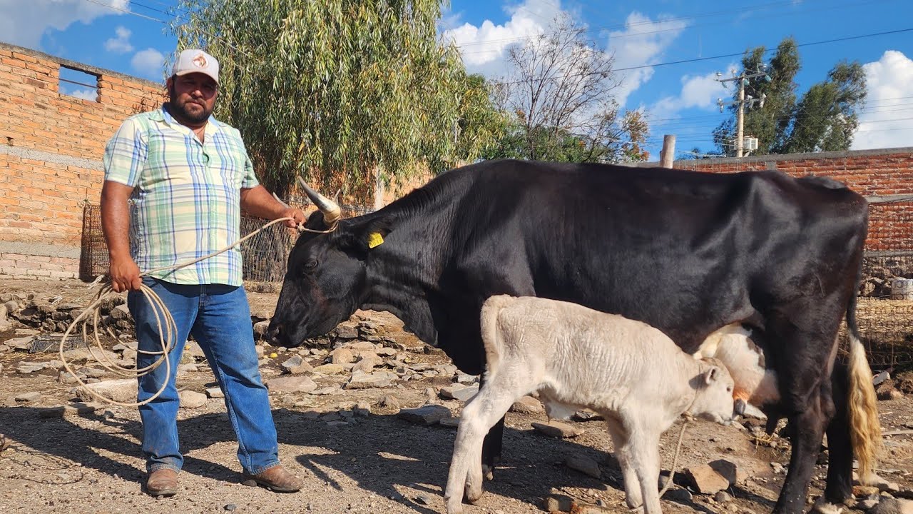 PAGUE 35MIL. POR LA  VACA DE CHUY BARRIOS