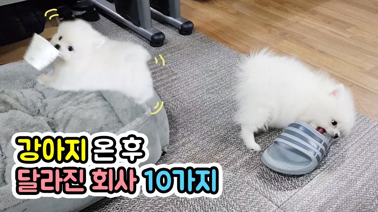 강아지가 출근하니 회사가 이렇게 변했어요ㅣ아기포메 출근ㅣ애견동반출근