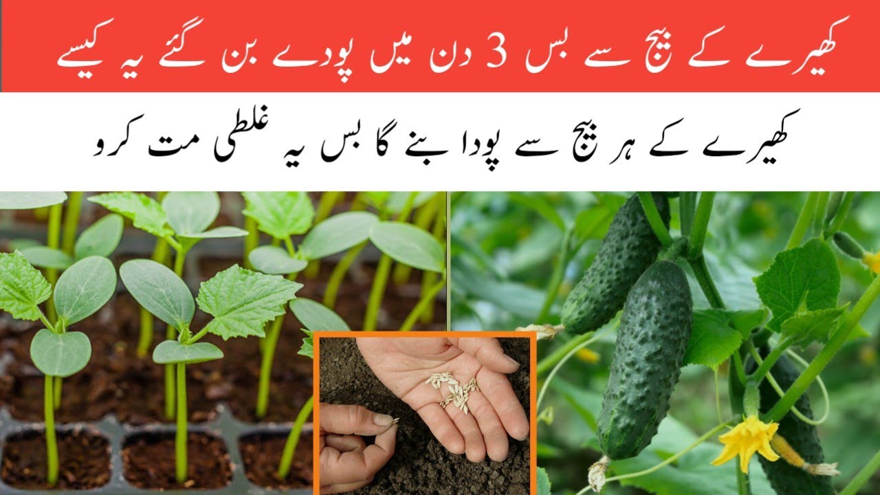 Khira k beej kaise ugayen || Fast method to grow cucumber at home.