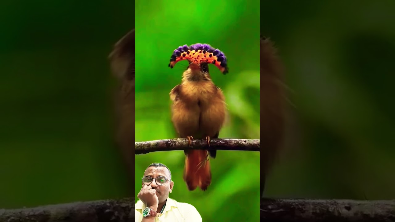 #love #tamil #song #birds #nature #music #tamilsong #shortsviral #relax