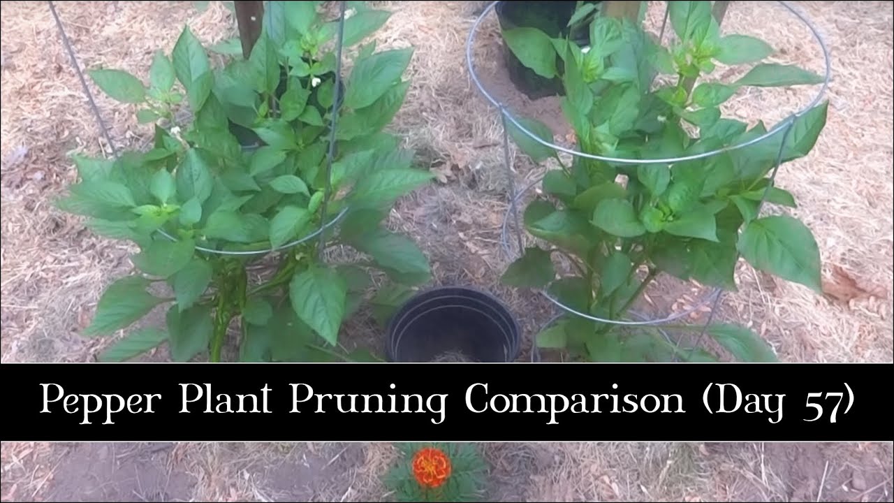 Pepper Plant Pruning Comparison, Day 57