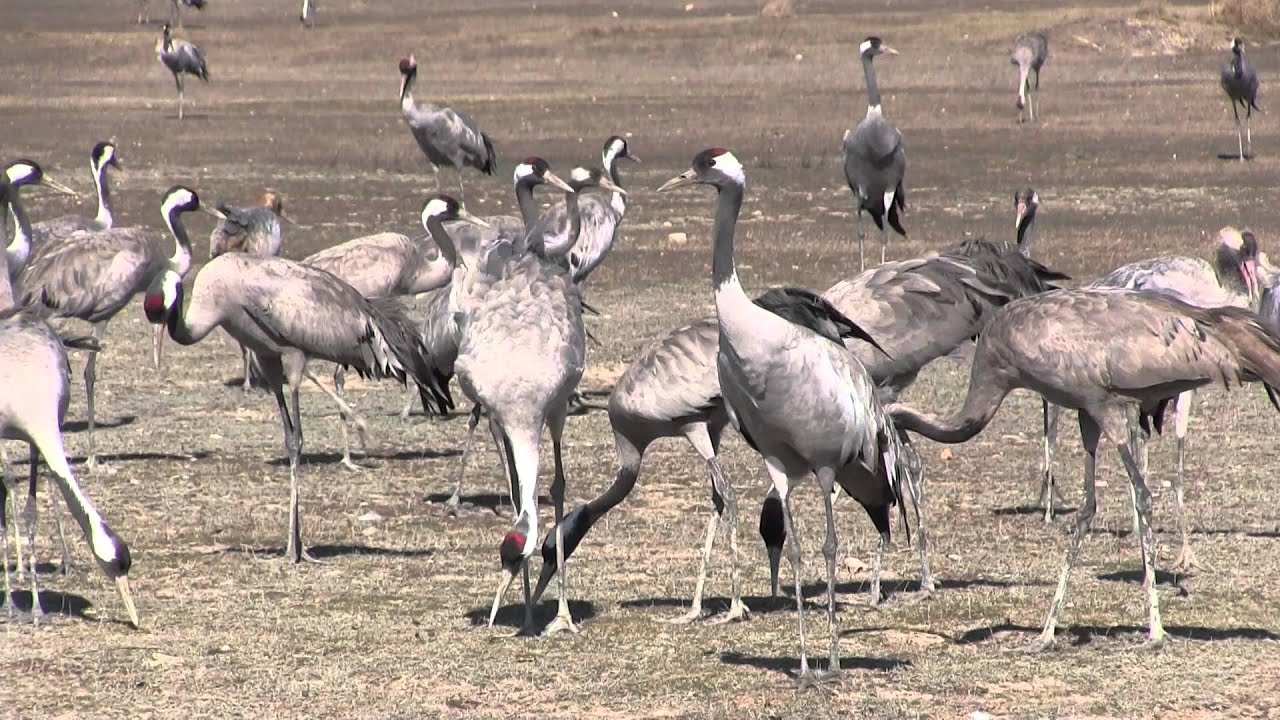 GRULLAS EN GALLOCANTA