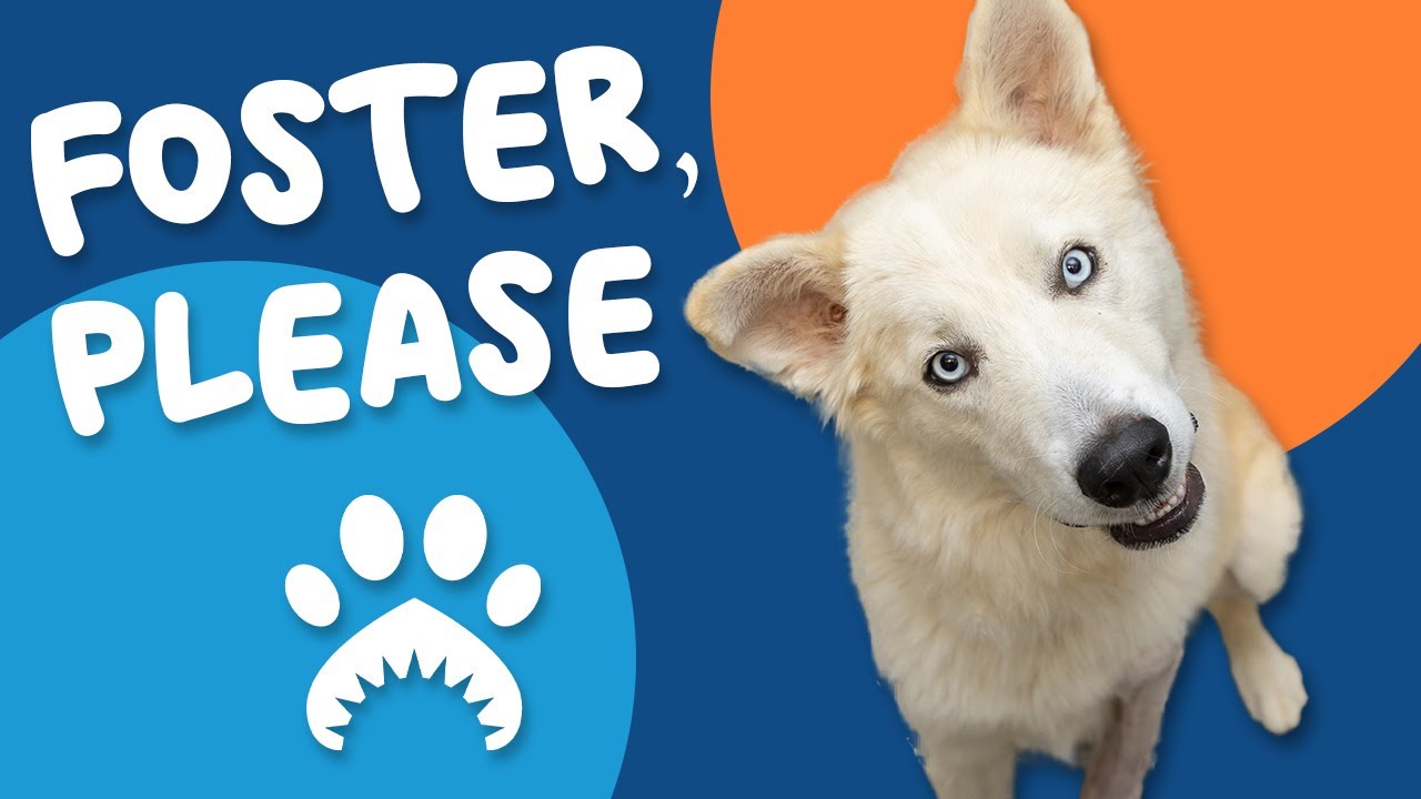 Foster, Please; We've Had A Record Breaking Year!