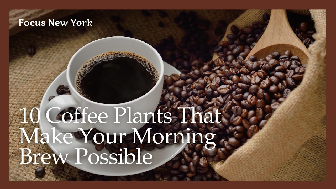 10 Coffee Plants That Make Your Morning Brew Possible!