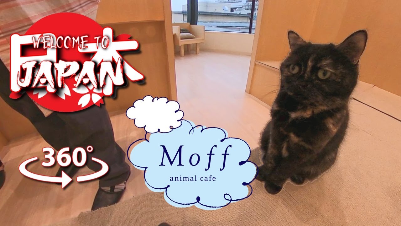 Japan: Straight to the Cat Cafe [360 VR]